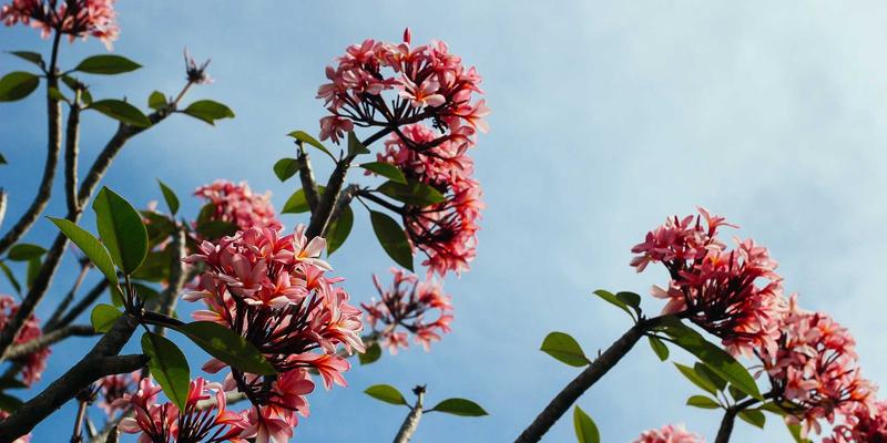 抑郁症与焦虑症的药物治疗全解析:SSRI、SNRI等药物如何选择?与心理治疗如何协同增效?